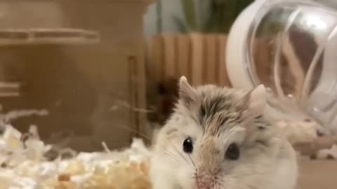 Hamster Snack Mukbang