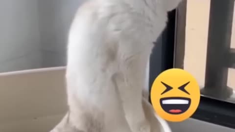 Cat funny videos