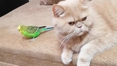 Кот и птица, милые животные #207