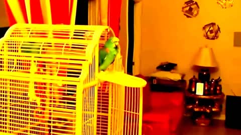 Viral funny talking &sining parrot's