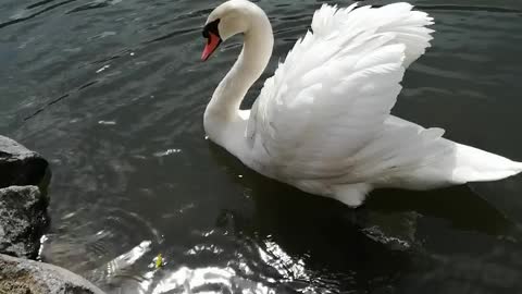 Cygne blanc