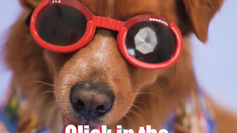Best Of 2021 - Top FUNNY DOG Videos - dog videos on rumble platform