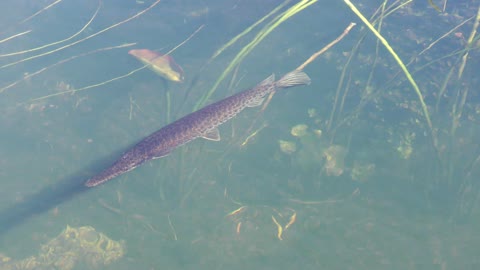 Florida gar in the lake