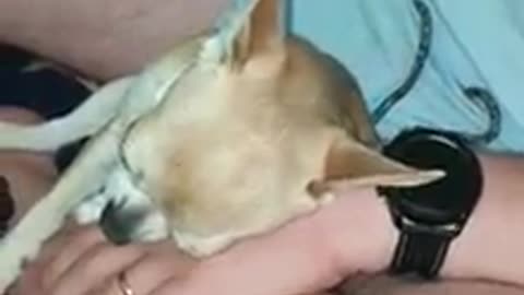 Adorable Chihuahua is too tired to ask for more scratches