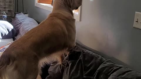 Puppy Tries to Eat Light
