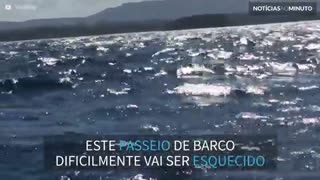 Baleia salta incrivelmente perto de embarcação na Austália
