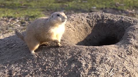 cute rodents cute rodents compilation cute rodent pets cute baby rodents