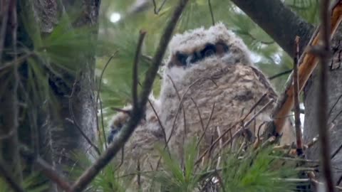 Mother owl watches over newborn as they eat breakfast