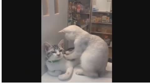 Funny cats 2 and kittens meowing compilations