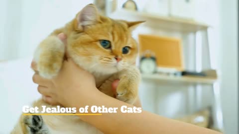 Cats getting jealous. Do cats get jealous?