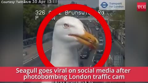 Funny Seagull goes Viral Photobombs Traffic Cam