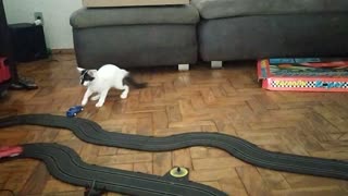 Slot Car Drives Cat Silly