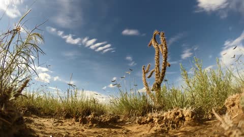 Cacti in the blue sky