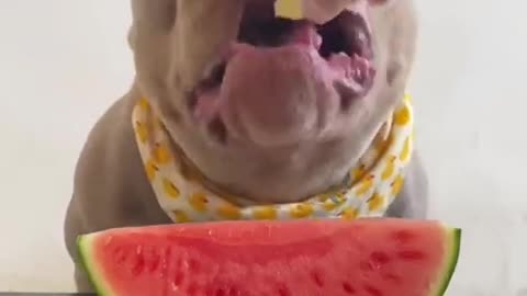 amazing dog eating every thing😀😀😀