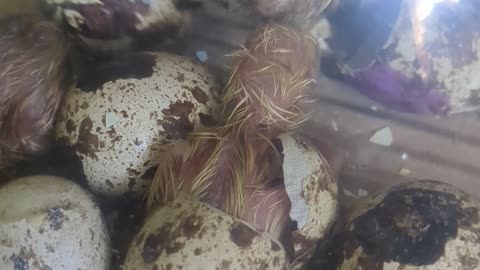Quail Chicks Hatching