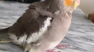 Wonderful singing of a 6-week-old cockatiel