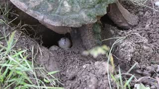 Snapping Turtle Laying Eggs