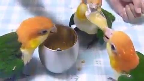 Amazing parrots eat with a spoon