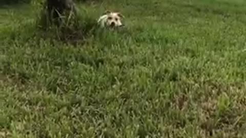 White and dog brown with black leash sprints around green grass lawn