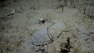 Diver Catches Octopus Burying Itself in Sand
