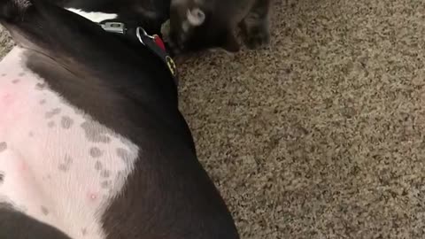 Kitten attacks a Pit Bull. Funny