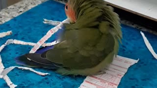 Parrot Paper Shredder