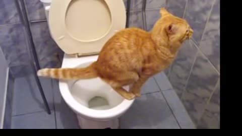 Gato cat en el baño
