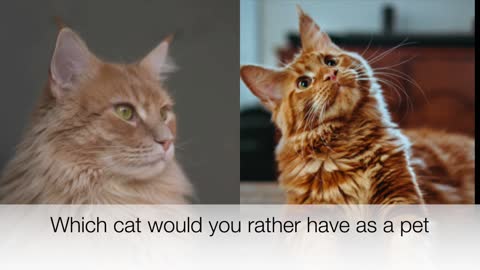 Which cat would you rather have as a pet