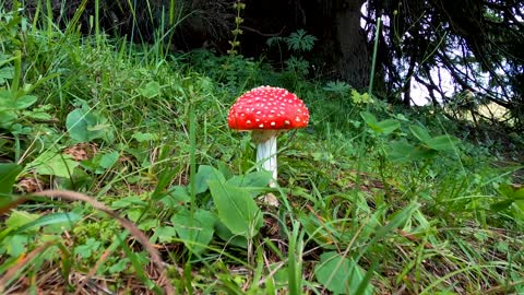 A red mushroom in-the-wild