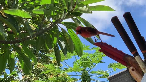 Daddy-O our Northern Cardinal buddy