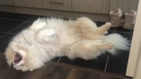 Super cute Samoyed dog wakes up and begs