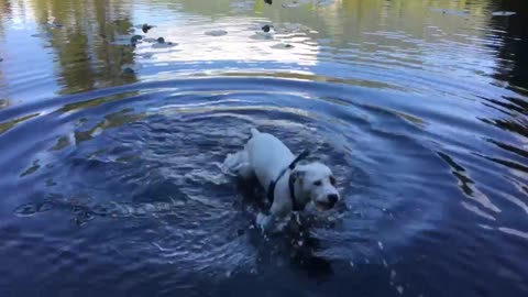 Cute puppy learning to fetch