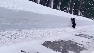 Bear Runs Along Road Looking for an Exit