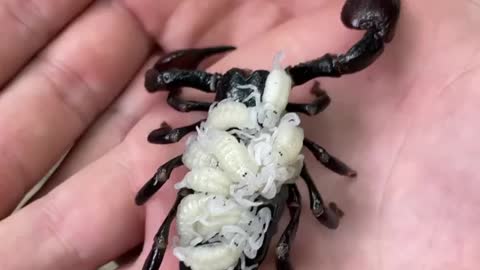 Emperor Scorpio so cute