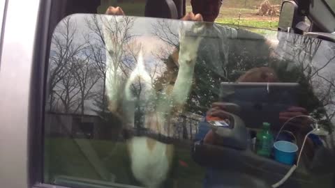 Silly Pup Refuses To Let Go Of Car Door Window