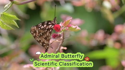 Admiral Butterfly Scientific Classification | National Geographic 24