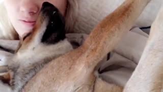German shepherd puppy stretches on girl on bed
