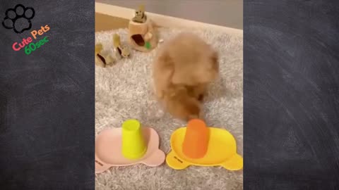 Hilarious dog compilation