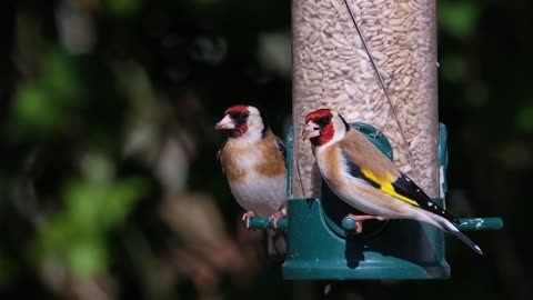 Goldfinch Bird Nature Wild Animals