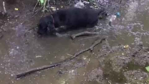 Naughty Cocker Spaniel ignores mum and plays in swamp