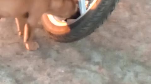 Dog puncture bike। Massive Newfoundland Thinks He's A Tiny Lap Dog