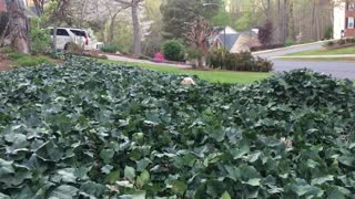 Cassie Hopping Through Ivy