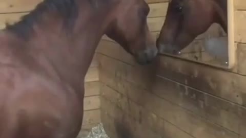 Horse doesn't like what sees in the mirror