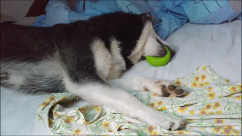 Alaskan Malamute is howling and then squeaking with her toy