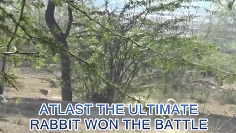 Wild Race - RABIT Vs Wild dog Race | wild dog chases little rabbit very thrilling