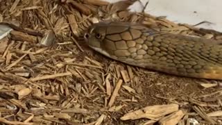 Satisfying Snake Skin Shed