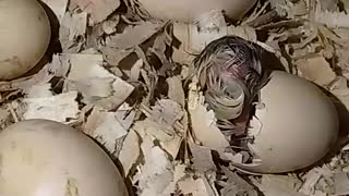 Watch this chick breaking out of the shell