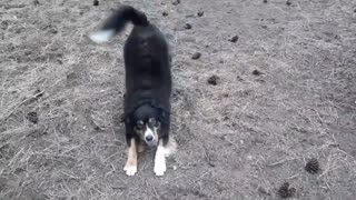 Hachiko the English Shepherd's PT Routine- Life Under Lockdown