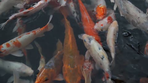 Adorable Rare Fesh Koi Fishes In Salted Sea