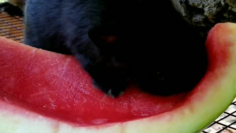 This cute bunny loves to eat watermelon!